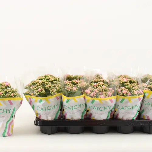 Kalanchoe orange Catchy Season T10,5 H023