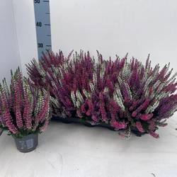 Calluna BL mix Trio Starlight Milca T10,5 H022