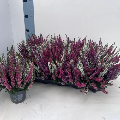 Calluna BL mix Trio Starlight Milca T10,5 H022