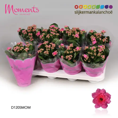Kal.Gef. rosa T12 H024