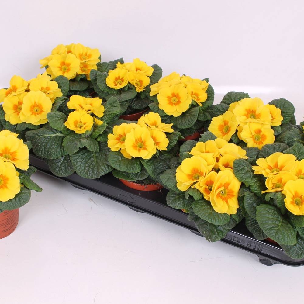 Primula Acaulis gelb T10 H015