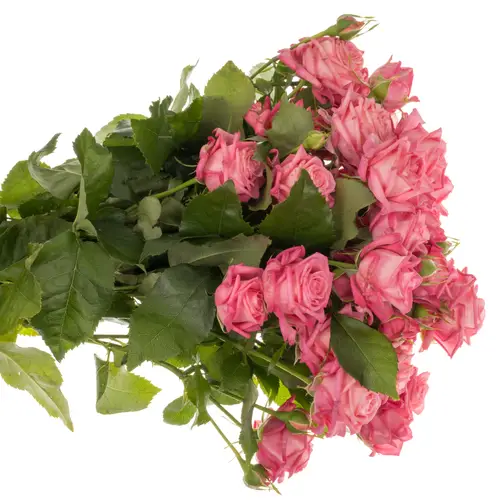 Rose verzweigt dunkel rosa Sweet Bubbles 4+Blüte 50cm