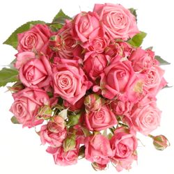 Rose verzweigt rosa Sweet Bubbles 5+Blüte 50cm