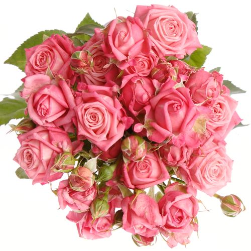 Rose verzweigt rosa Sweet Bubbles 5+Blüte 50cm