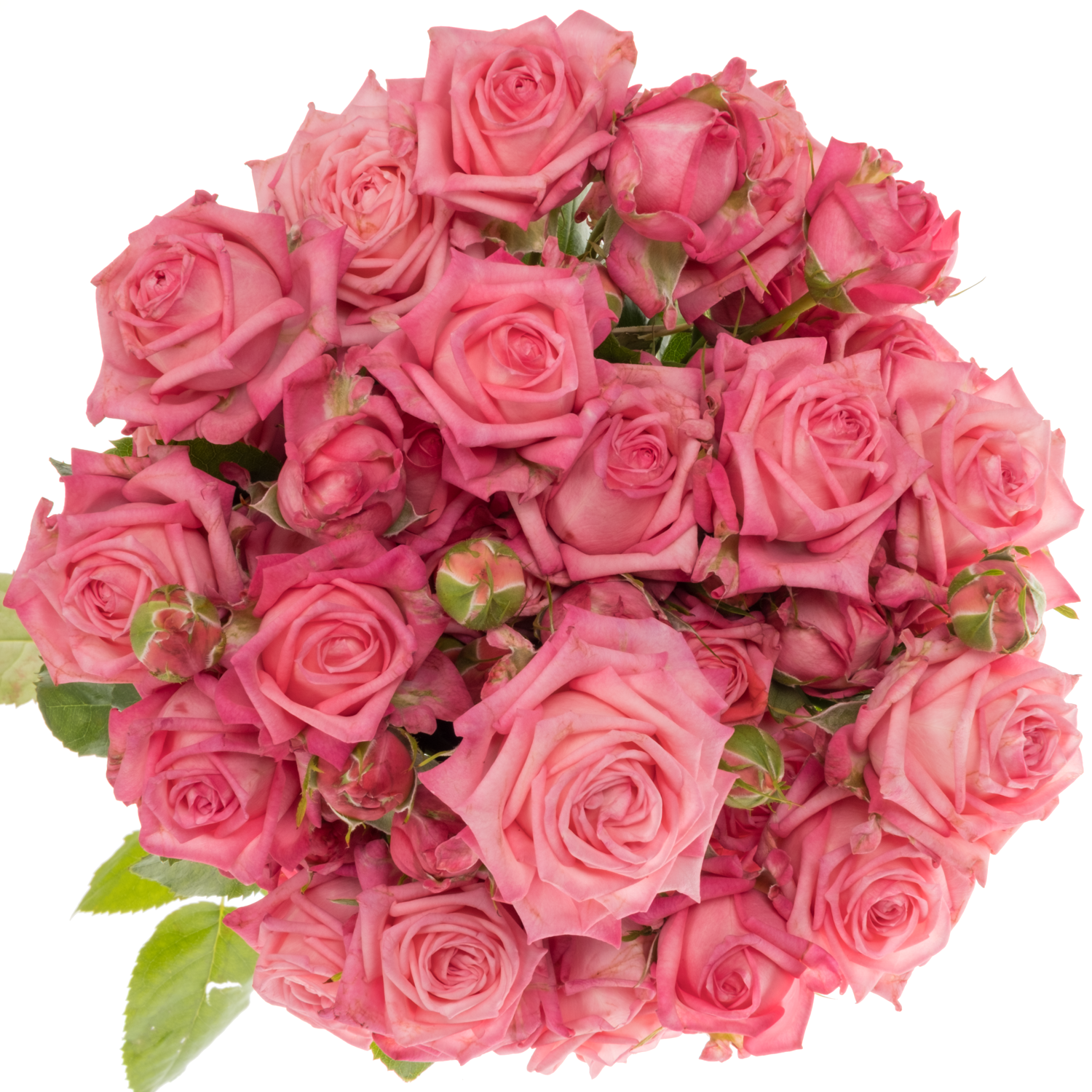 Rose verzweigt dunkel rosa Sweet Bubbles 4+Blüte 50cm