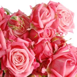 Rose verzweigt rosa Sweet Bubbles 5+Blüte 50cm