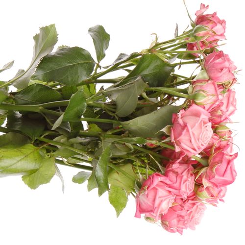 Rose verzweigt rosa Sweet Bubbles 5+Blüte 50cm