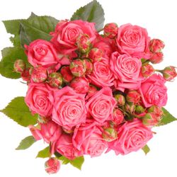 Rose verzweigt rosa Sweet Bubbles 5+Blüte 50cm