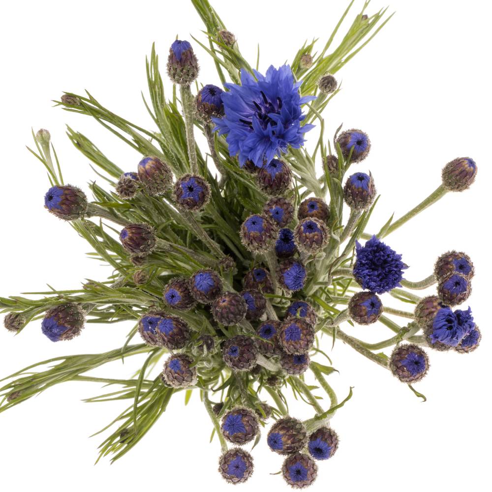 Kornblumen blau 80cm