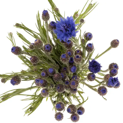 Kornblumen blau 80cm