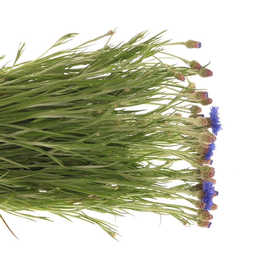 Kornblumen blau 80cm