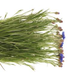 Kornblumen blau 80cm