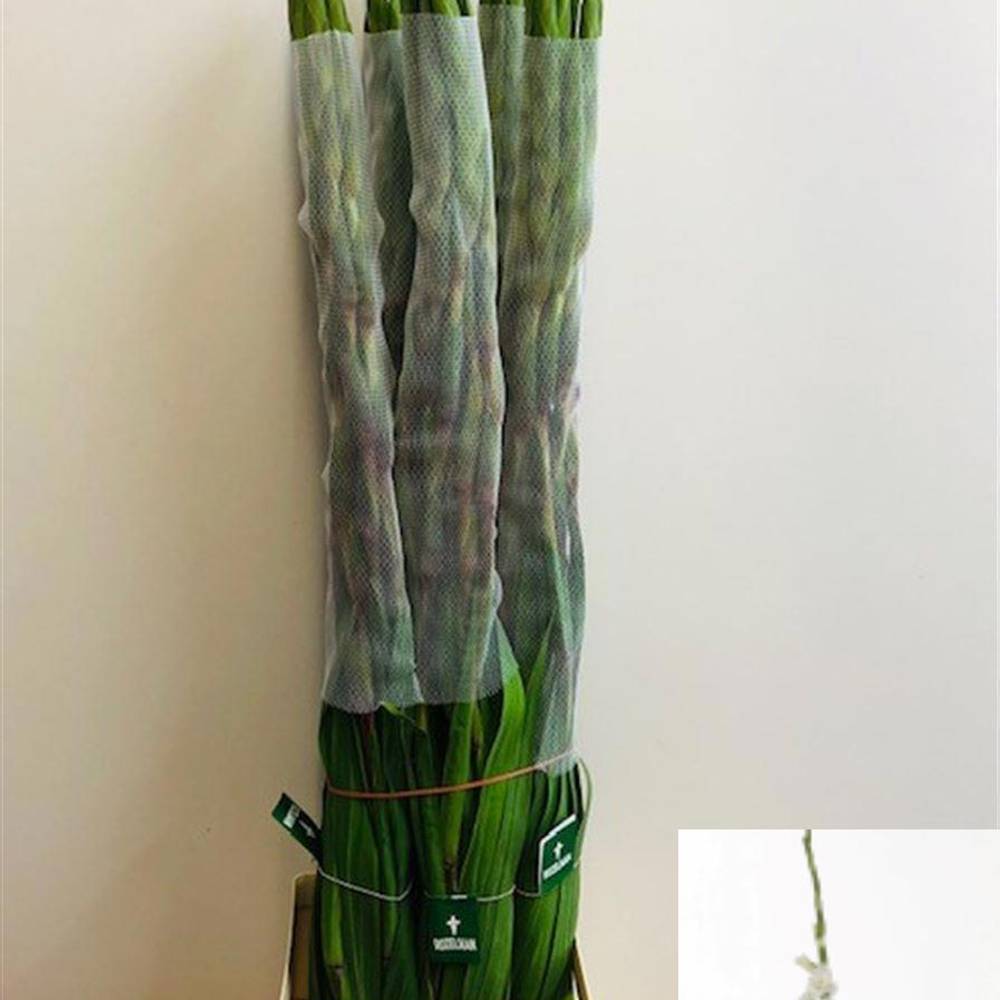 Gladiole weiss Amsterdam 110 cm Extra Lang