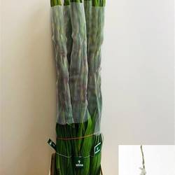 Gladiole weiss Amsterdam 110 cm Extra Lang
