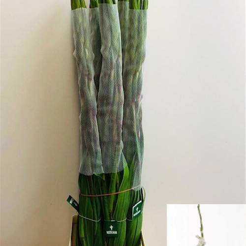 Gladiole weiss Amsterdam 110 cm Extra Lang