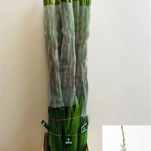 Gladiole weiss Amsterdam 110 cm Extra Lang