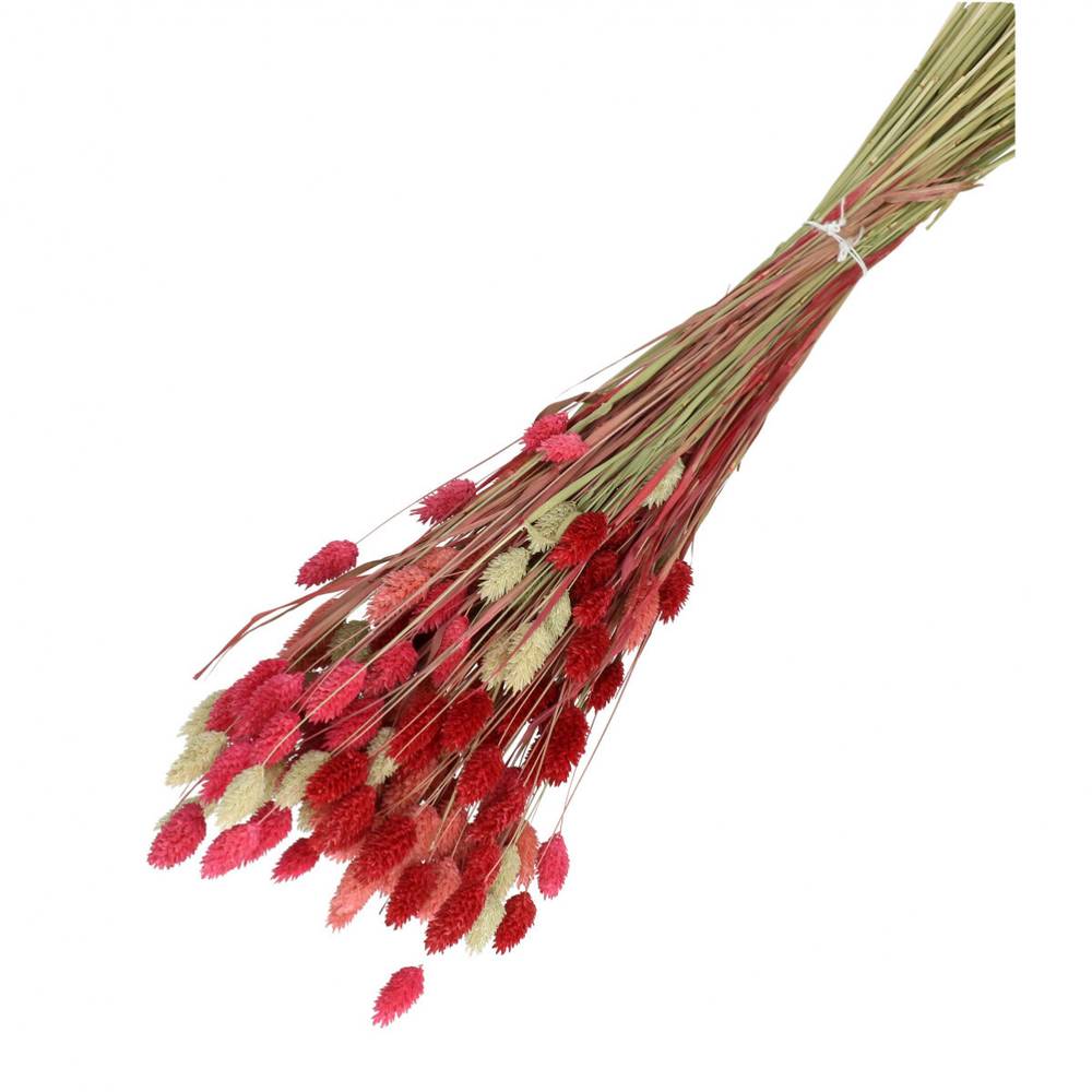 Trocken Phalaris rosa rot mix L65cm 100gr