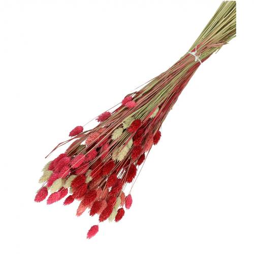 Trocken Phalaris rosa rot mix L65cm 100gr