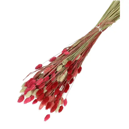 Trocken Phalaris rosa rot mix L65cm 100gr