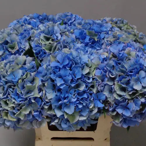 Hortensie blau/grün Parade Classic Bol 20cm 50cm