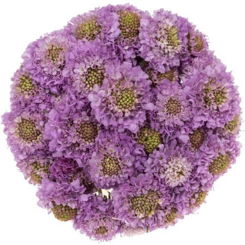 Scabiosa milka Ube 70cm