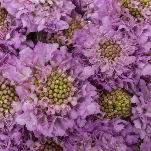 Scabiosa milka Ube 70cm