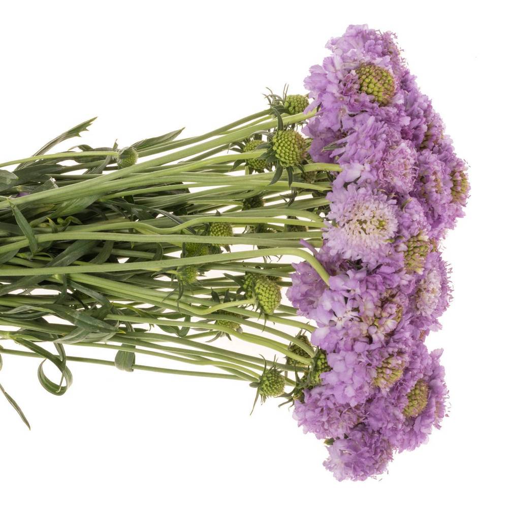 Scabiosa milka Ube 70cm