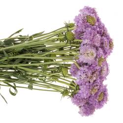 Scabiosa milka Ube 70cm