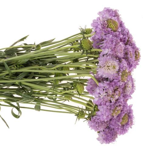 Scabiosa milka Ube 70cm