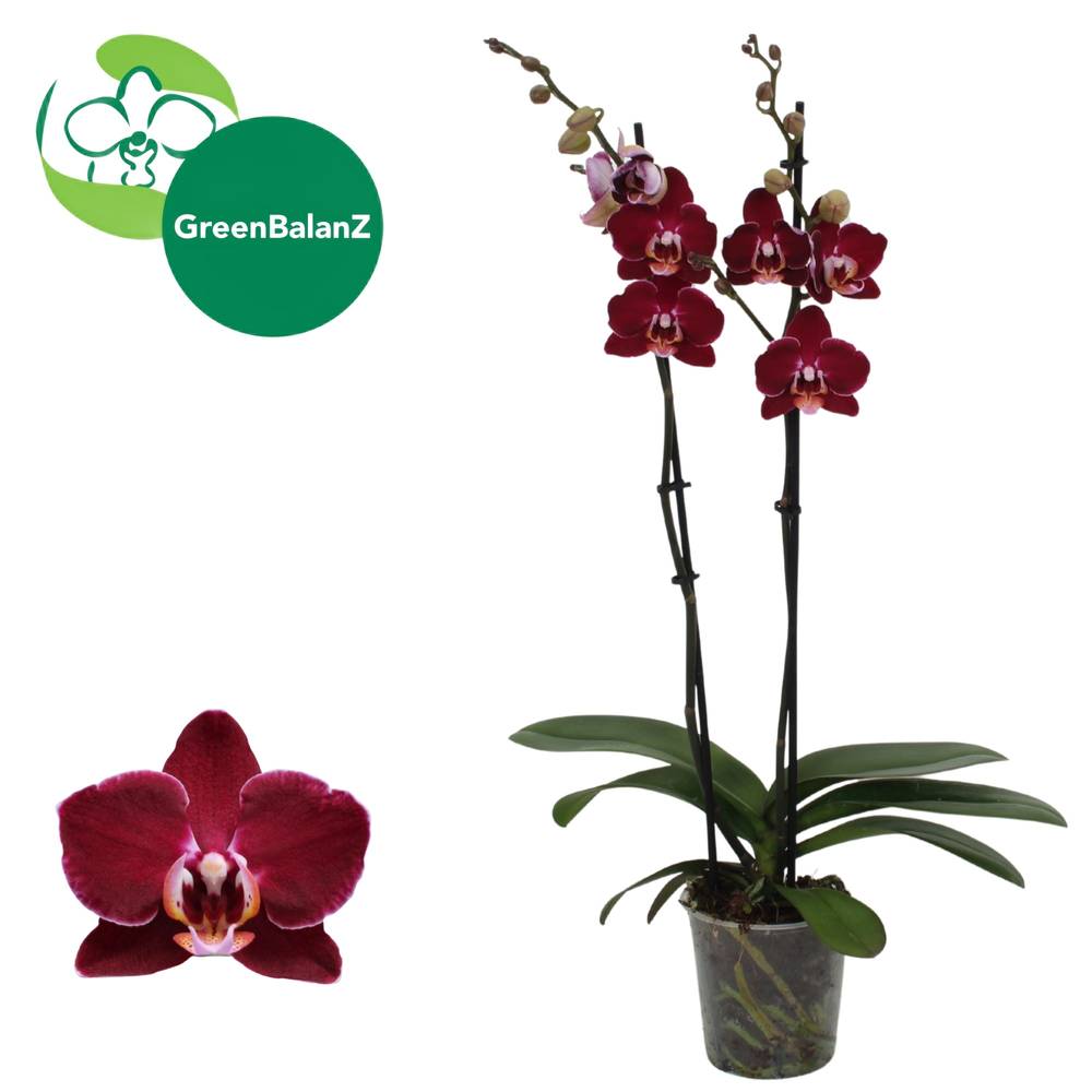 Phal.2-R weinrot Debora T12 H055