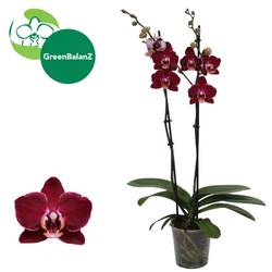Phal.2-R weinrot Debora T12 H055