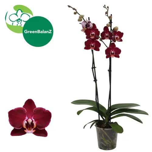 Phal.2-R weinrot Debora T12 H055