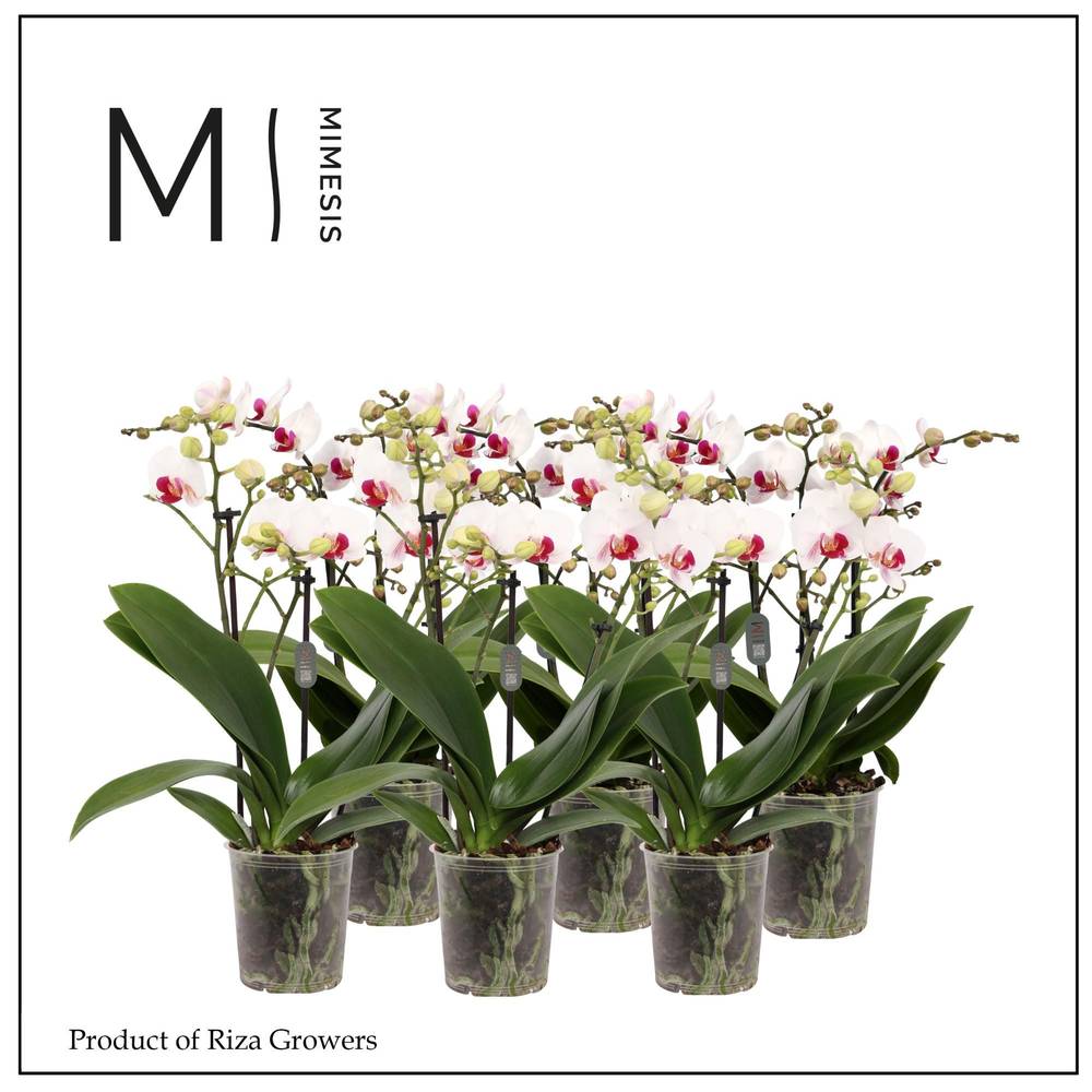 Phal.3-R weiss/dunkel rosa Red Lip Mimesis T12 H050