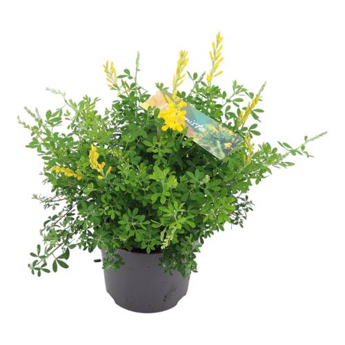 Cytisus gelb Strauch T13 H30
