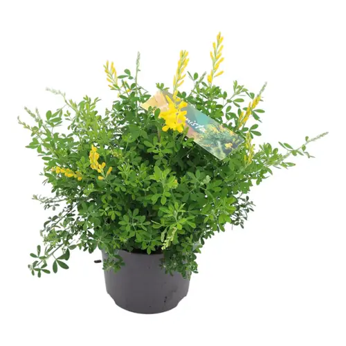 Cytisus gelb Strauch T13 H30