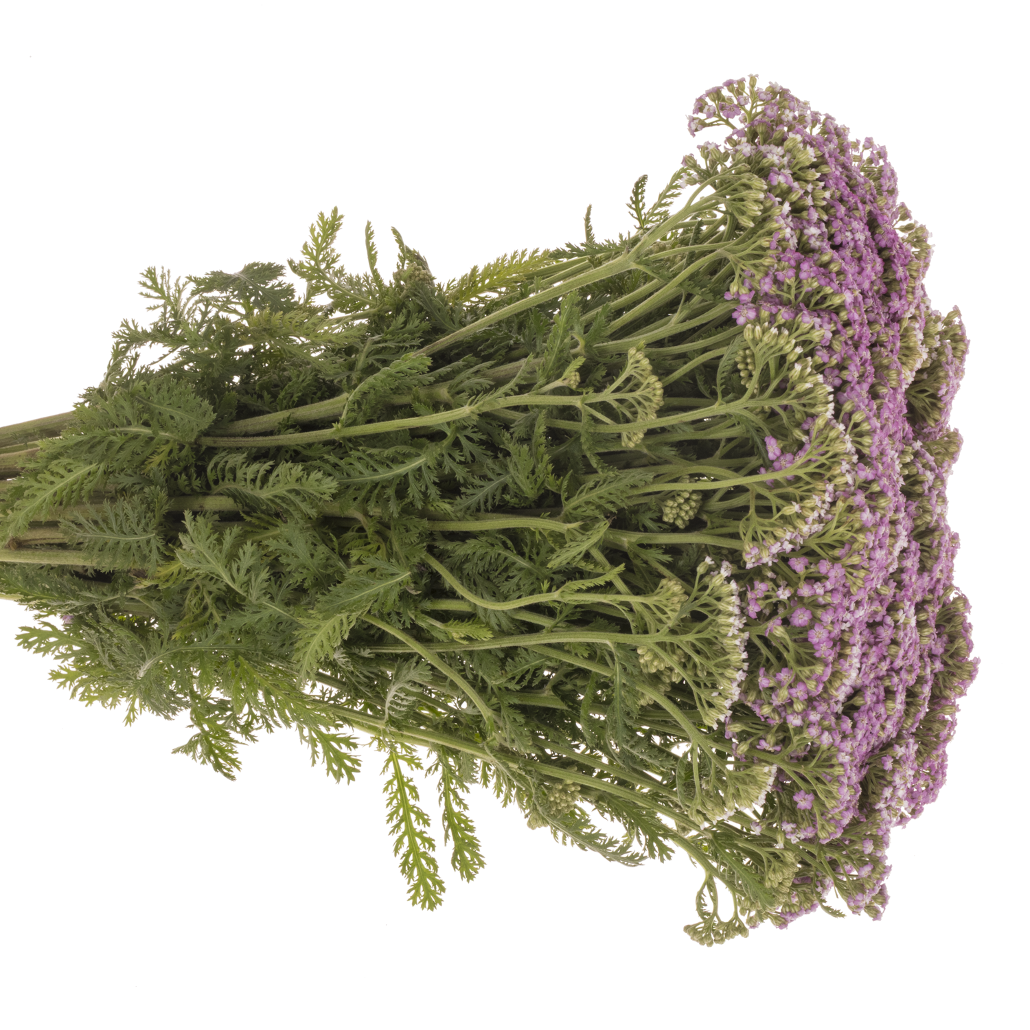 Achillea rosa Anna 60cm
