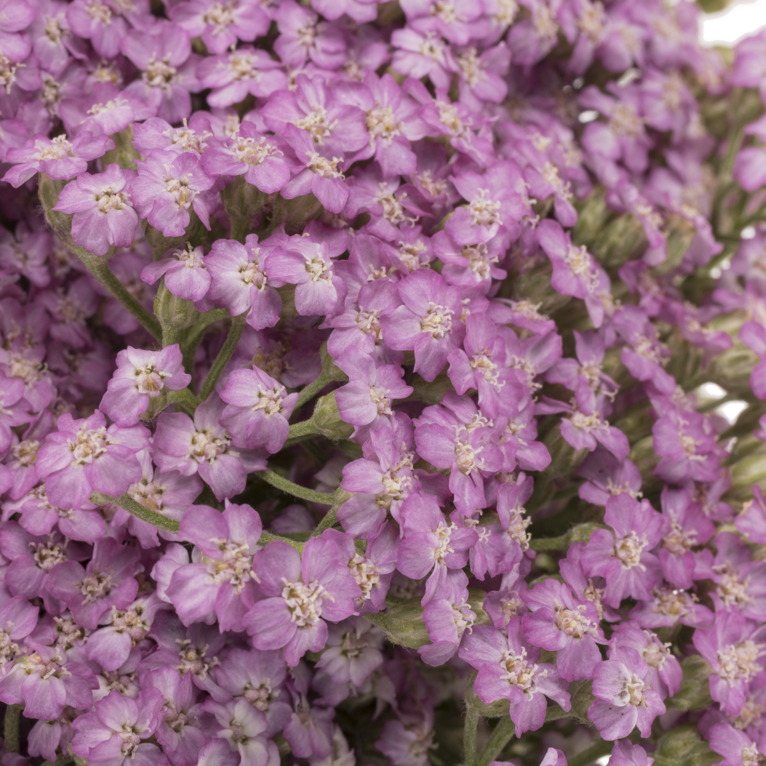 Achillea rosa Anna 60cm