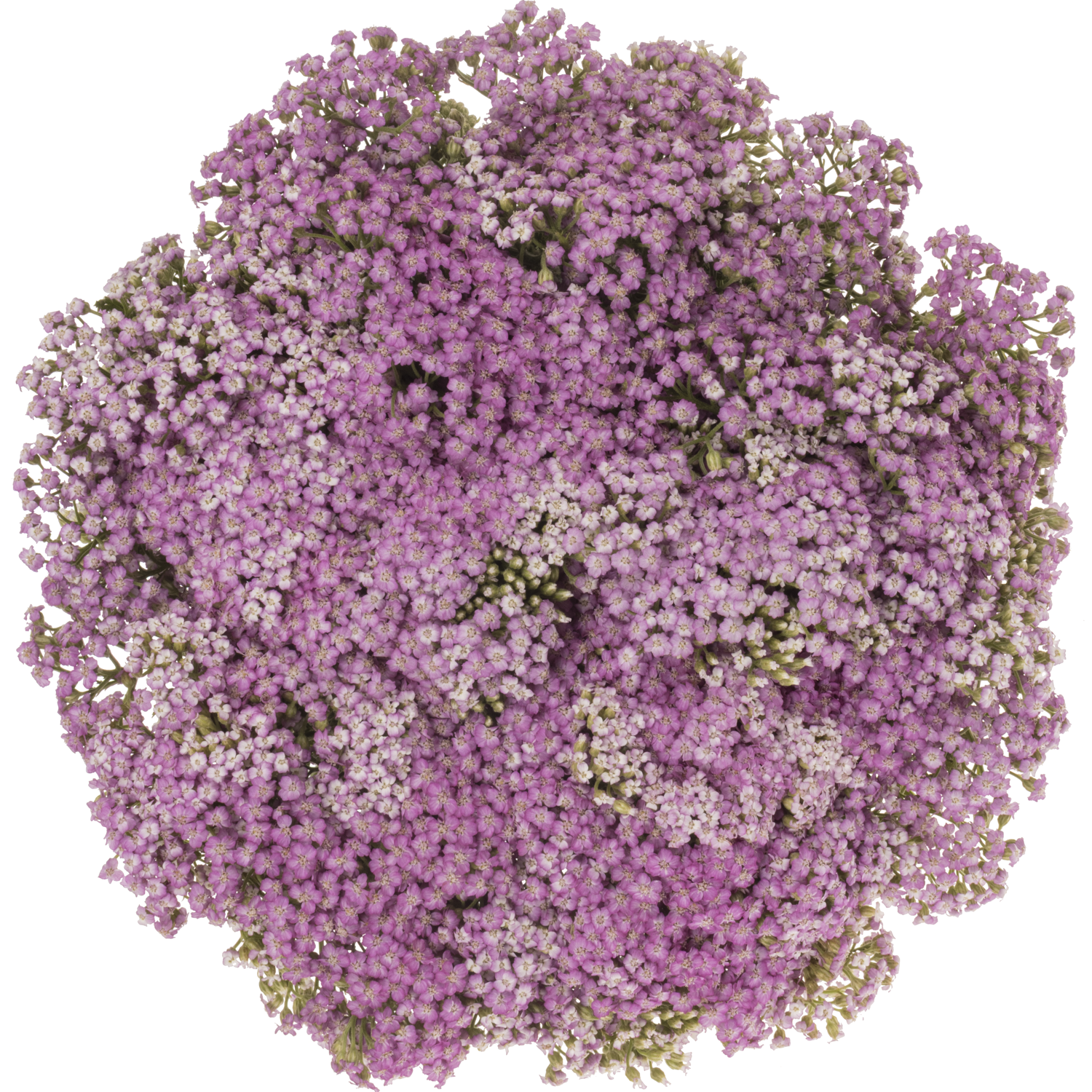 Achillea rosa Anna 60cm