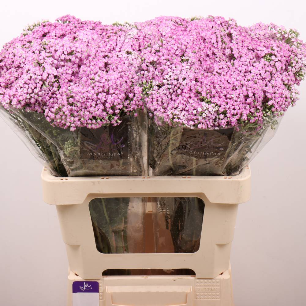 Achillea rosa Anna 60cm