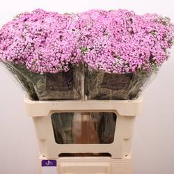 Achillea rosa Anna 60cm