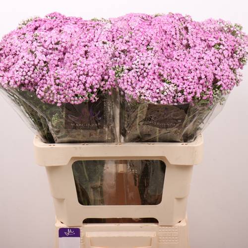 Achillea rosa Anna 60cm