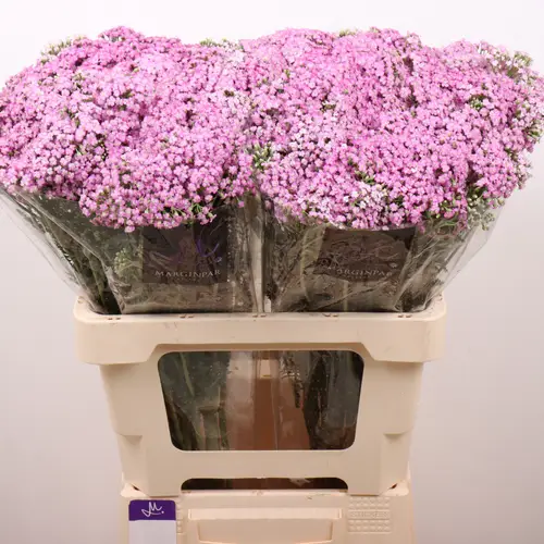 Achillea rosa Anna 60cm