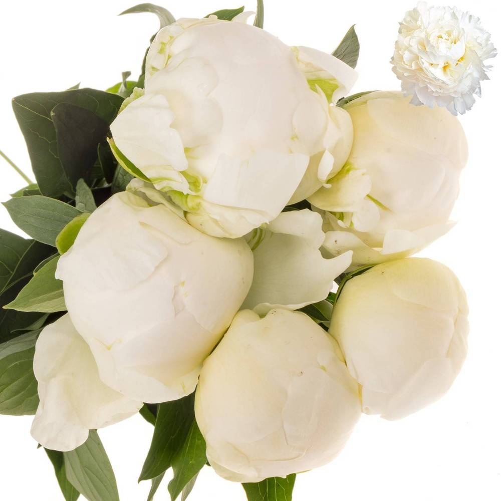 Pfingstrose weiss gefüllt Claude 55cm