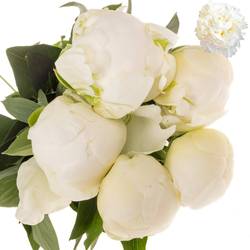 Pfingstrose weiss gefüllt Claude 55cm