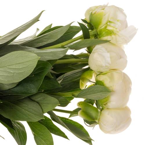 Pfingstrose weiss gefüllt Claude 55cm