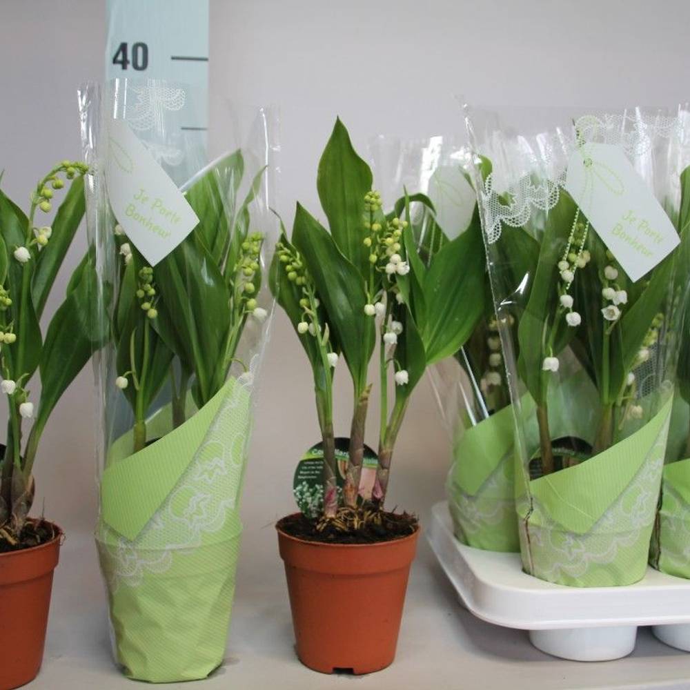 Convallaria Majalis 3-R T09 H025