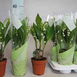 Convallaria Majalis 3-R T09 H025