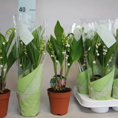 Convallaria Majalis 3-R T09 H025