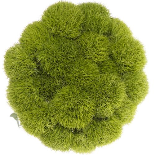 Bartnelke grün Green Trick 50cm x20