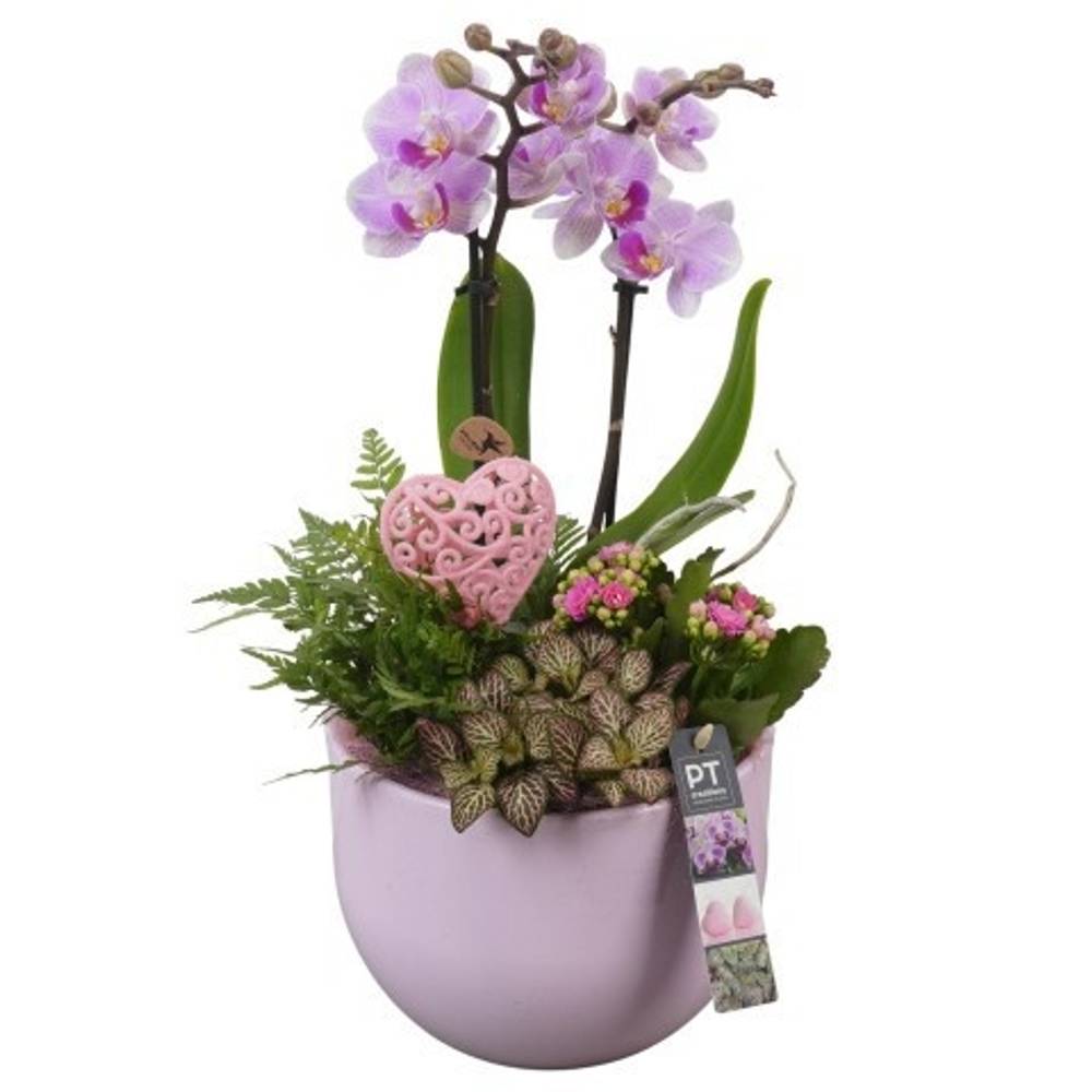 Phal.Arr PTVMB2216 T19 H045